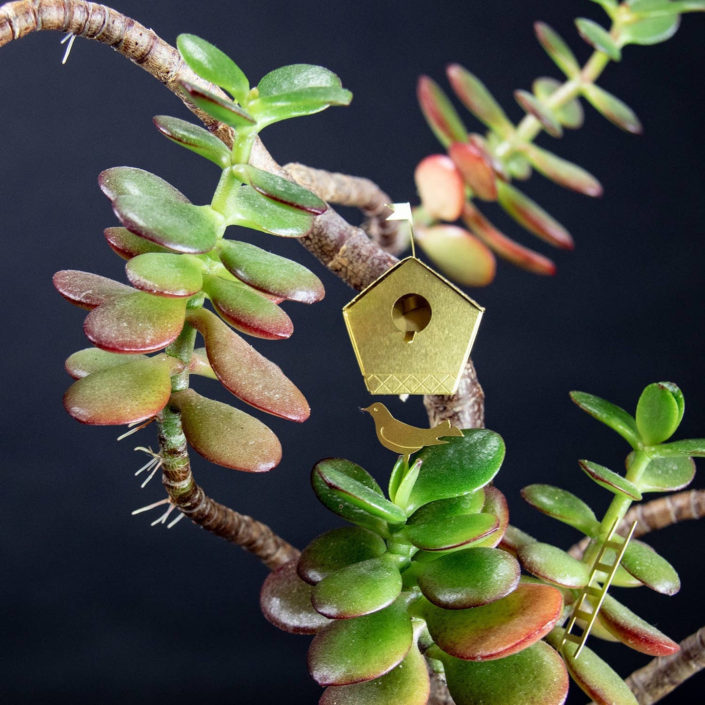 Small birdhouse plant gift by Botanopia USA, decorative tiny birdhouse perfect for plant lovers' decor and gift ideas.